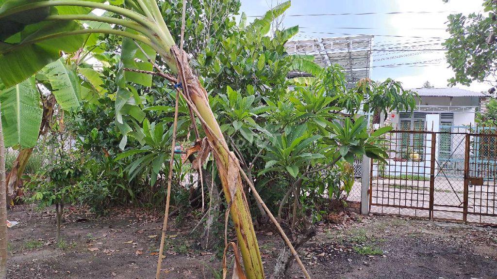 Bán đất đường Liên Xã, Thanh Hùng, Thanh Điền, 9x30 có 100m2 thổ cư