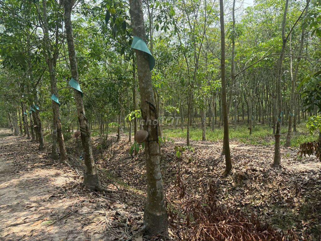 BÁN ĐẤT MẪU CAO SU SẴN KHAI THÁC