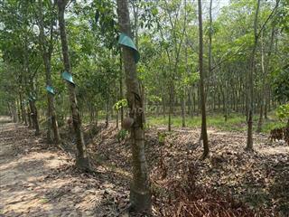 BÁN ĐẤT MẪU CAO SU SẴN KHAI THÁC