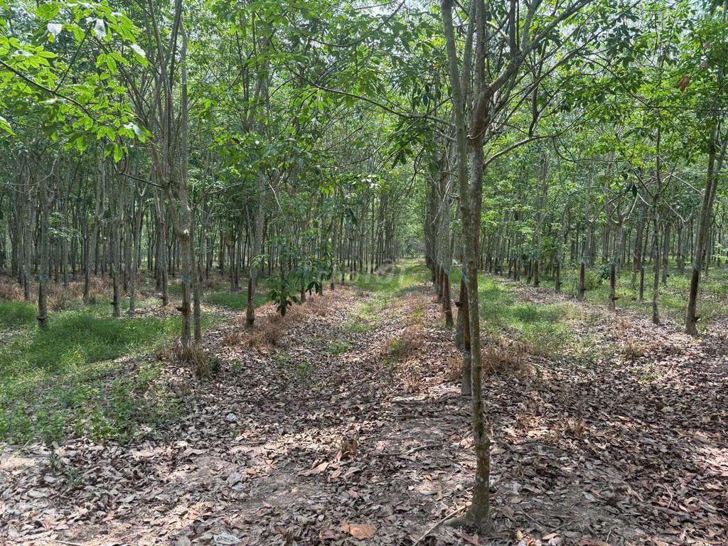 BÁN ĐẤT MẪU CAO SU SẴN KHAI THÁC