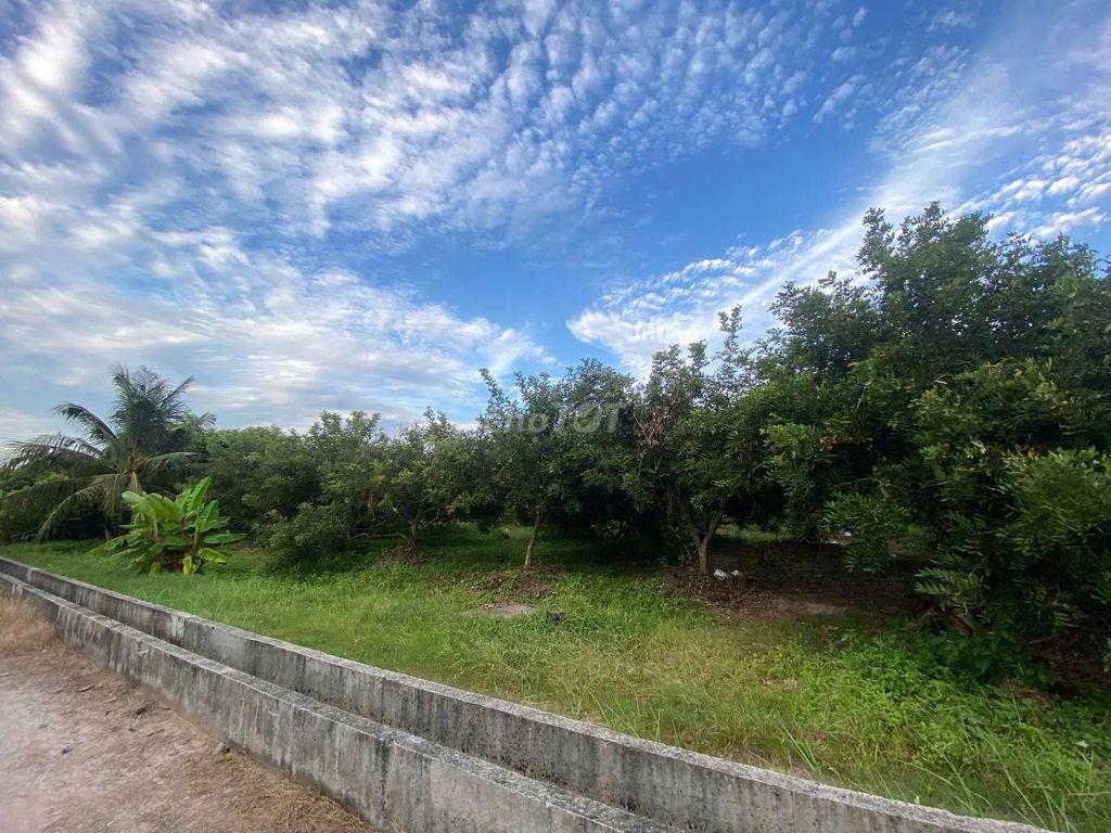 CHÍNH CHỦ BÁN ĐẤT CÂY LÂU NĂM - TÂY NINH