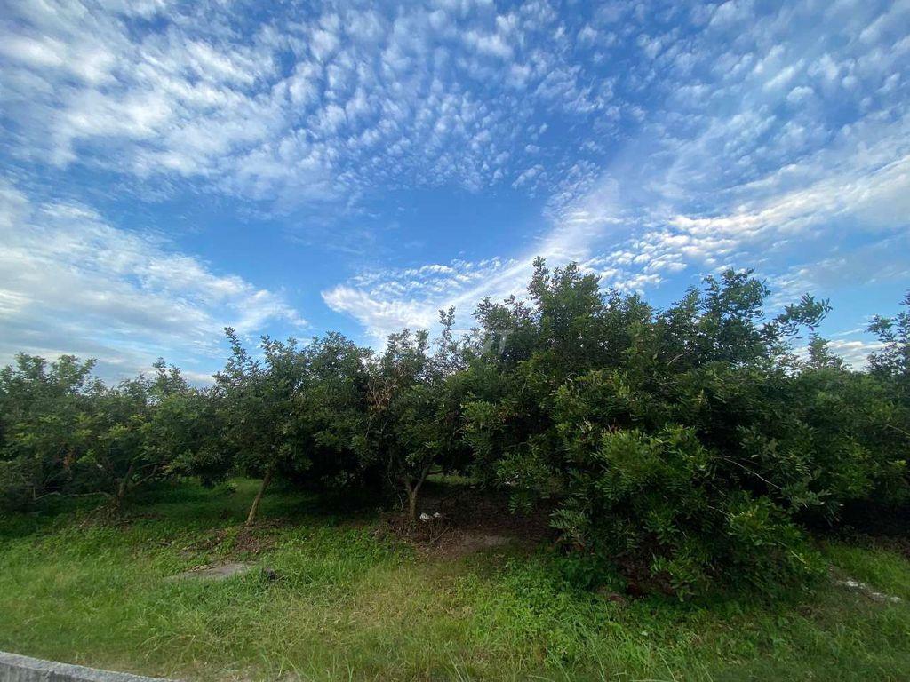 CHÍNH CHỦ BÁN ĐẤT CÂY LÂU NĂM - TÂY NINH