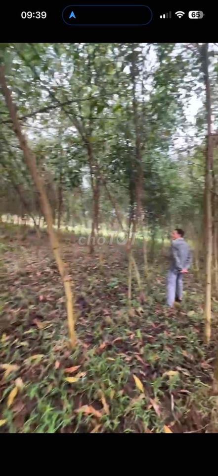 Cần Tiền Bán Gấp