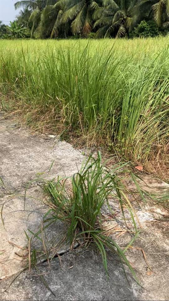 Đất đẹp gần khu công nghiệp giao long