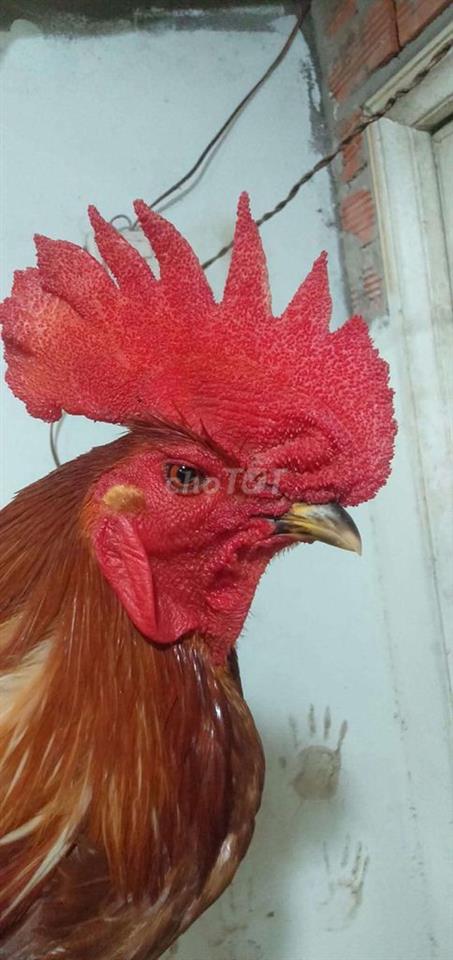 bán đất tặng nhà