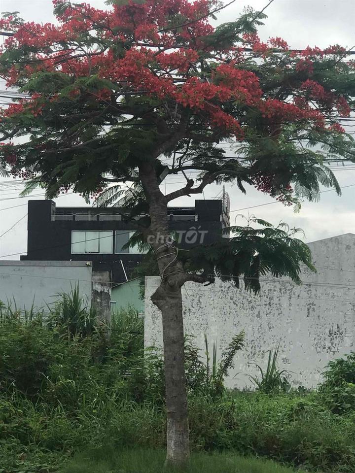 MT THỔ CƯ 4,5mNGANG DÀI 21m  CHÍNH CHỦ !!!