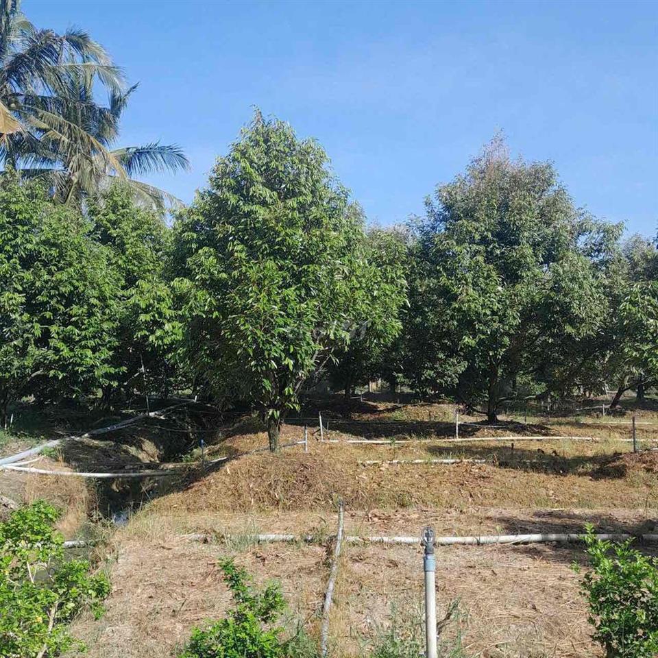 Cần bán 11.000m2 đất trồng sầu riêng thổ cư 300m2