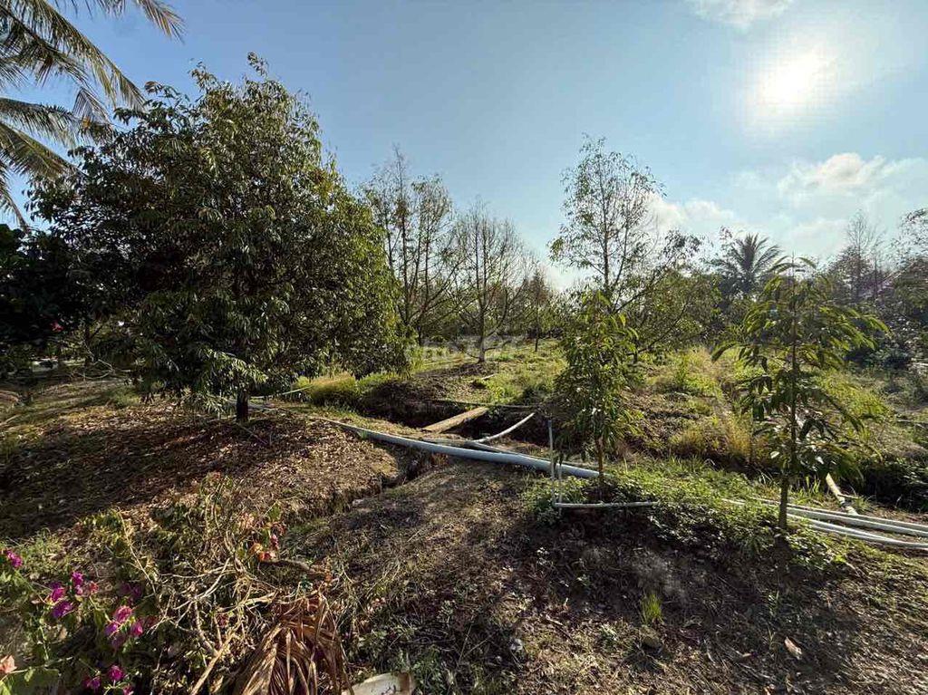 Cần bán 11.000m2 đất trồng sầu riêng thổ cư 300m2