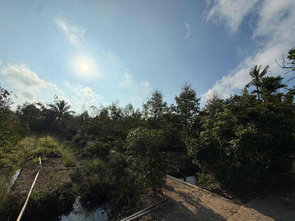 Cần bán 11.000m2 đất trồng sầu riêng thổ cư 300m2