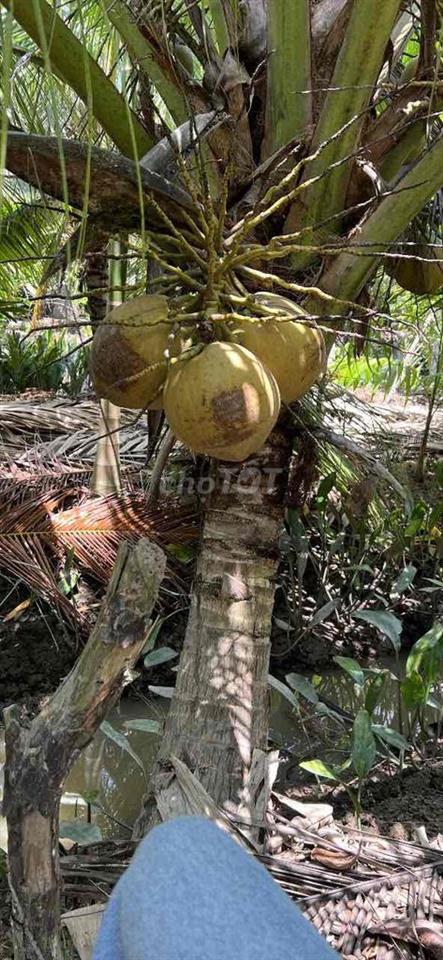 bán đất vườm tại bến tre