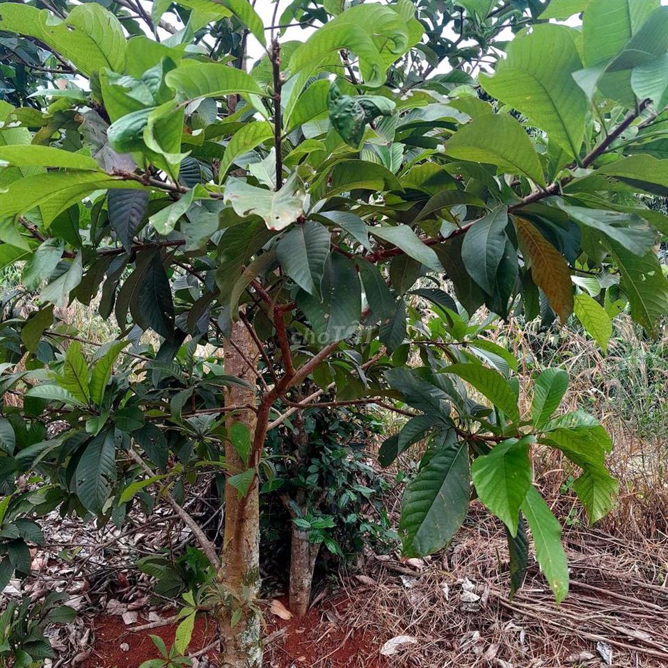 Do lớn tuổi cần bán căn nhà vườn và mảnh đất kế bên