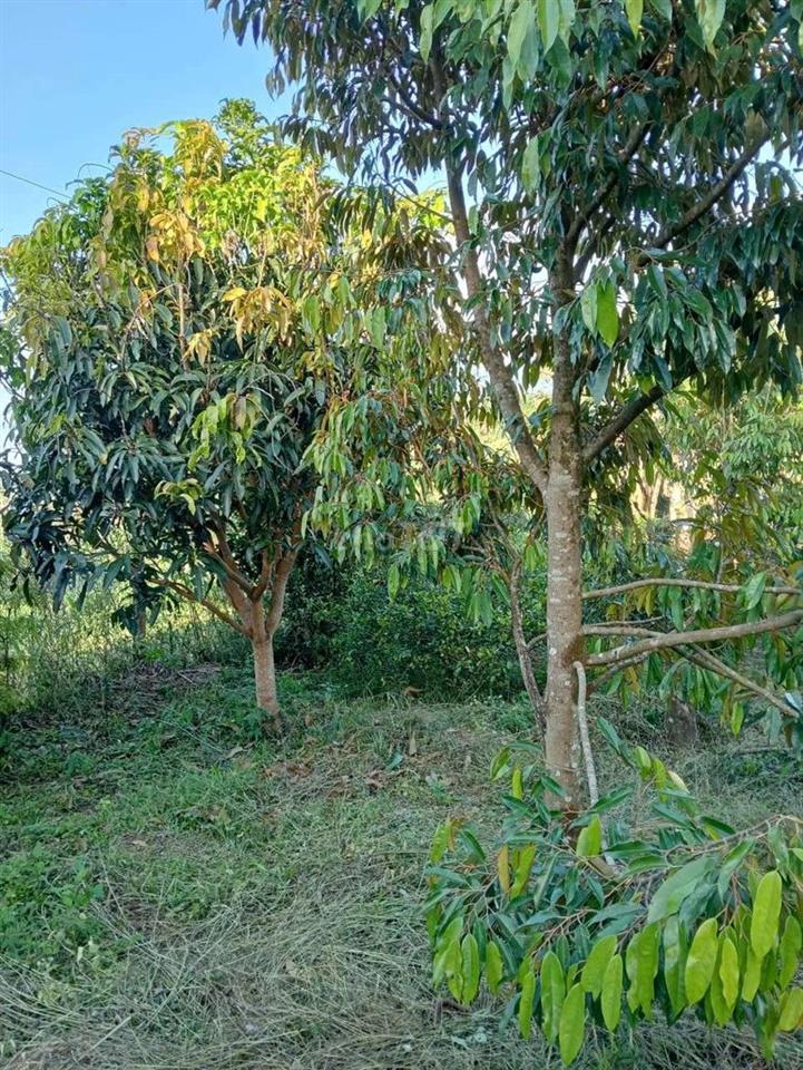 Cần bán mảnh đất 2 mặt tiền