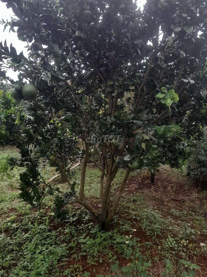 sang nhượng đất 2 mặt tiền đường