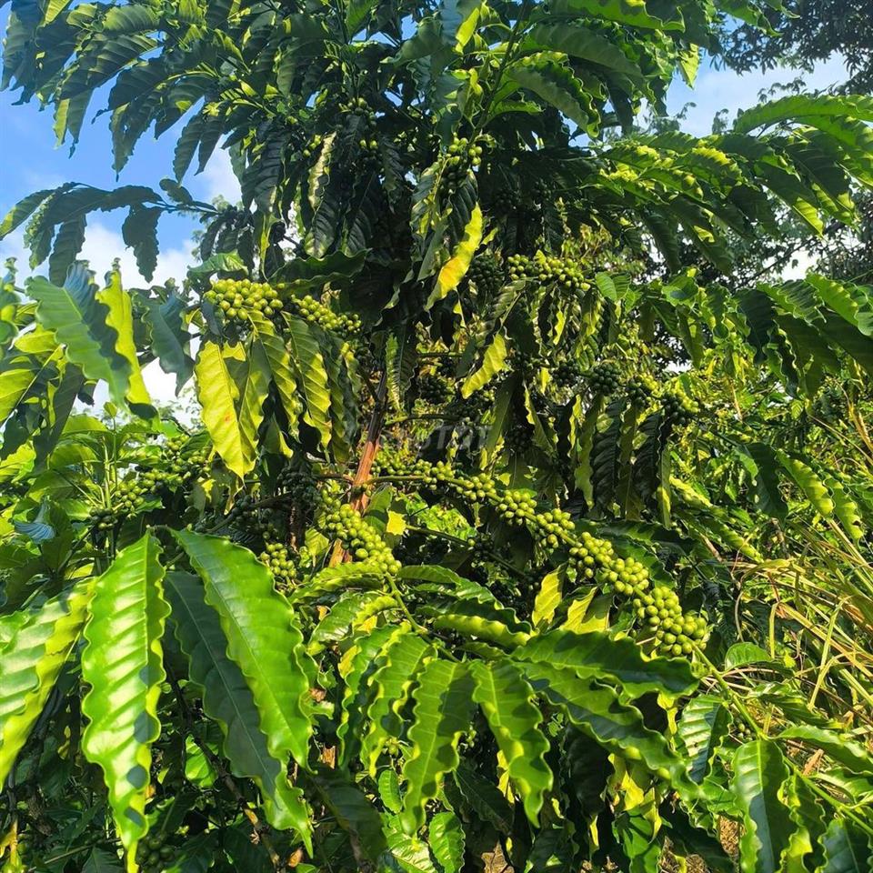 Bán đất rẫy cà phê và sầu riêng
