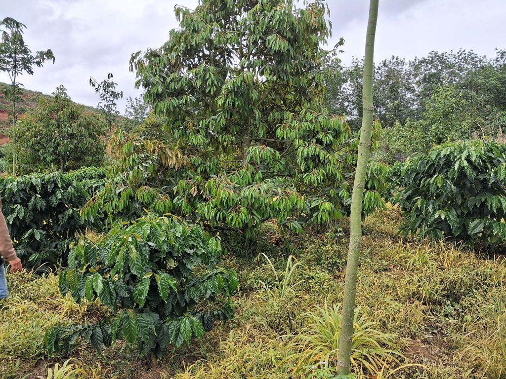 bán đất rẫy trồng cà phe