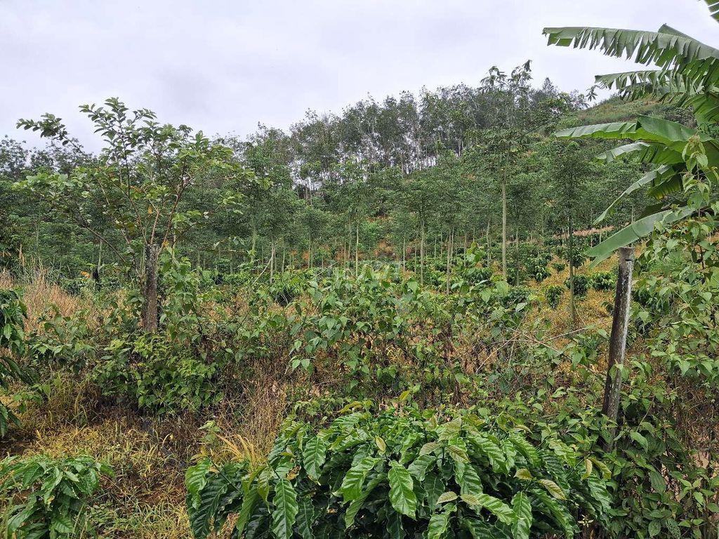 bán đất rẫy trồng cà phe