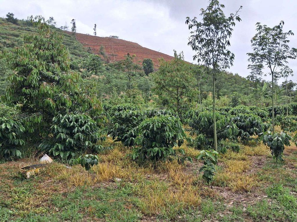 bán đất rẫy trồng cà phe