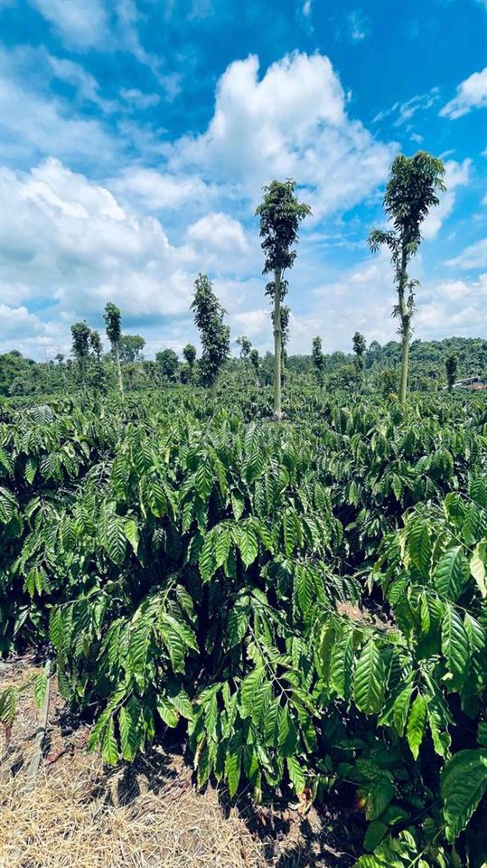 Bán Đất Cafe diện tích 1hec1 cách dân cư 500m
