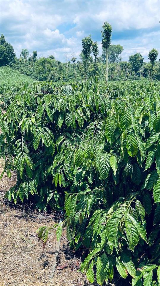 Bán Đất Cafe diện tích 1hec1 cách dân cư 500m