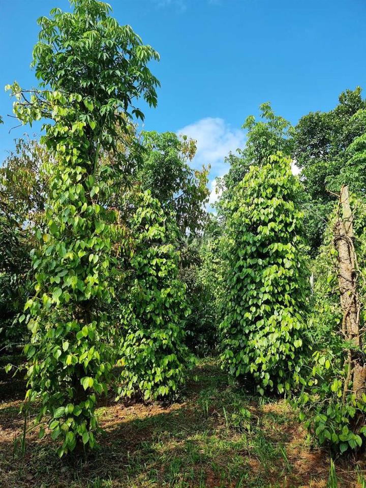 cần bán đất rẫy
