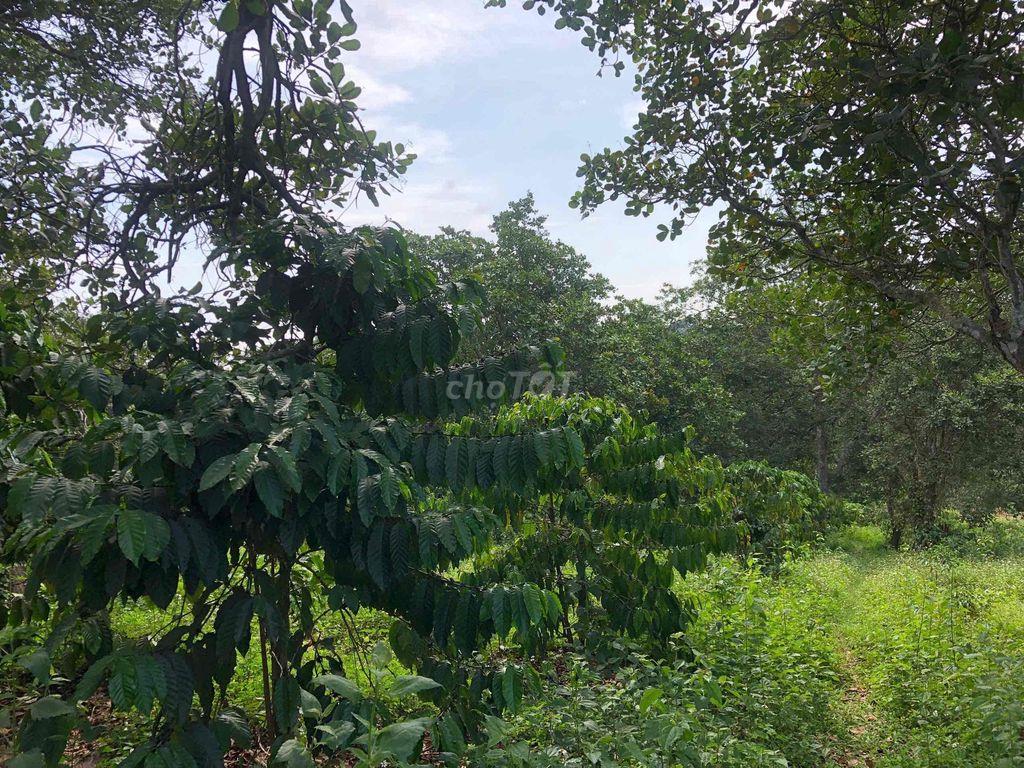 Bán đất mặt tiền đường tránh kho bãi