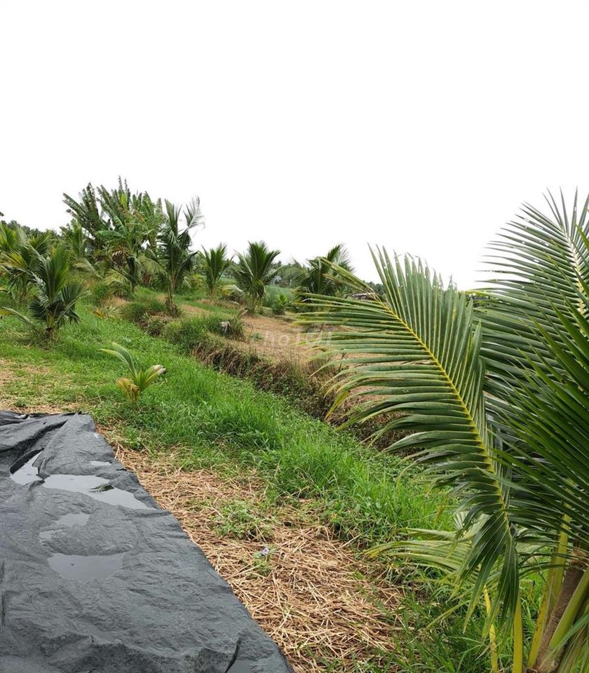 Bán đất vườn dừa