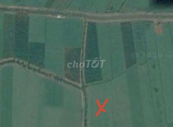 Bán đất vườn dừa