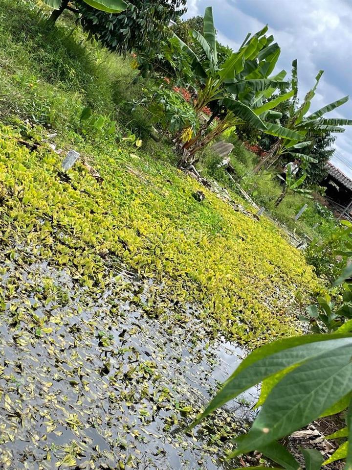 ĐẤT VƯỜN CHÍNH CHỦ CẦN BÁN GẤP GIẢM GIÁ SÂU