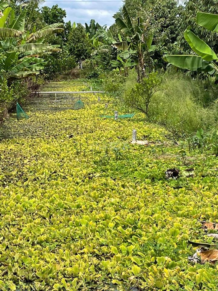 ĐẤT VƯỜN CHÍNH CHỦ CẦN BÁN GẤP GIẢM GIÁ SÂU