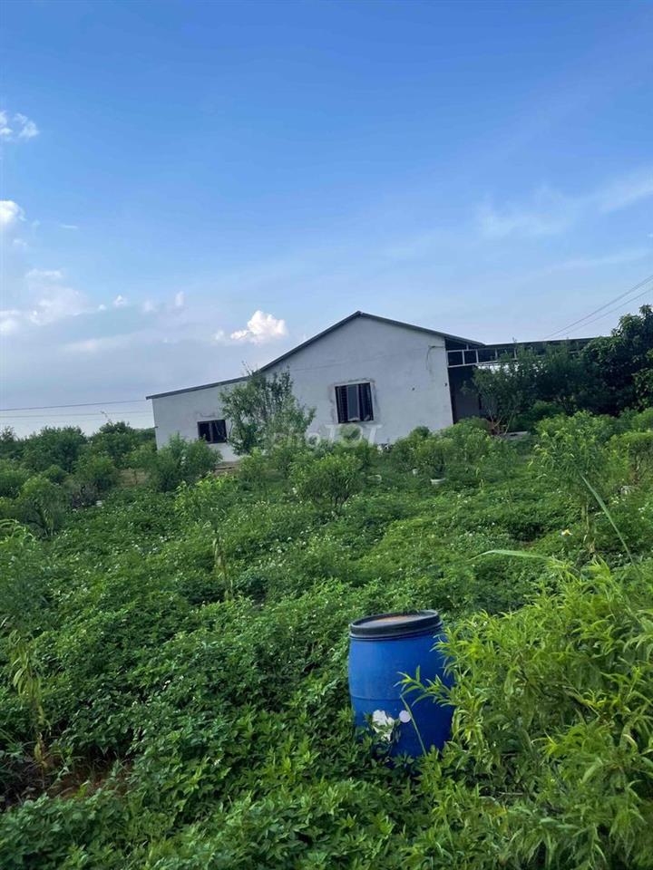 Bán đất nông nghiệp