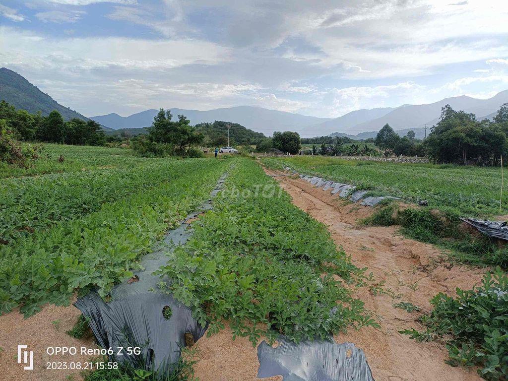đất trồng cây tốt mù đất phước hoà