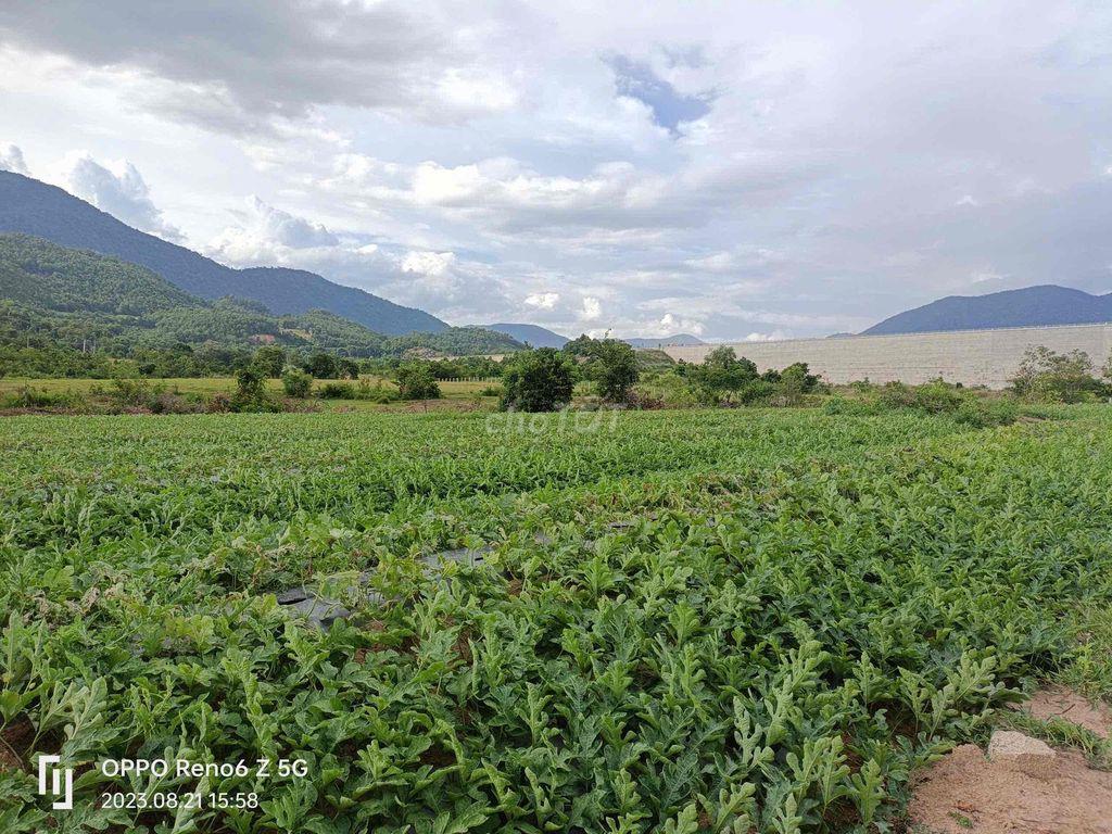 đất trồng cây tốt mù đất phước hoà
