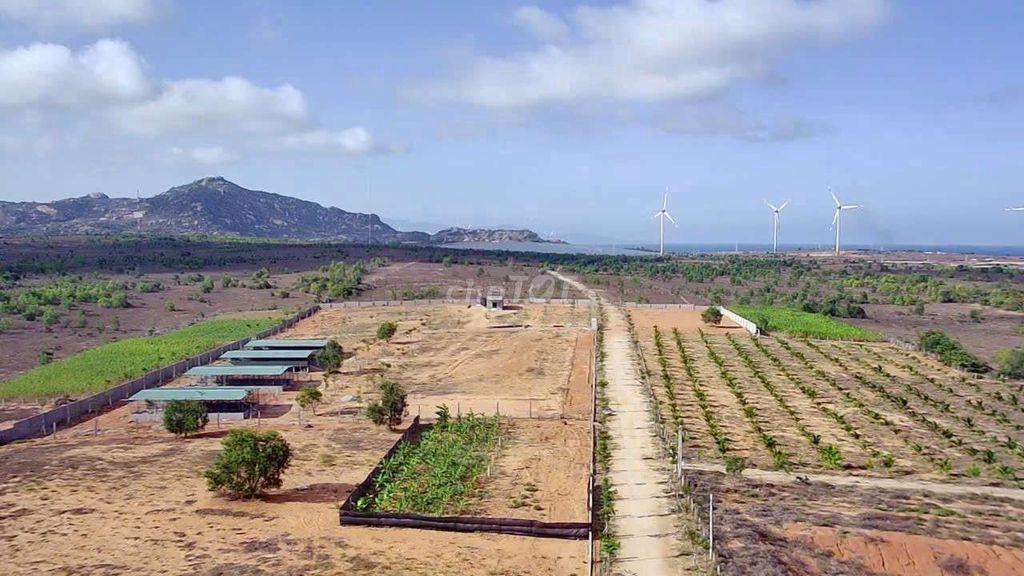 đất ven biển, mũi dinh, ninh thuận ( khánh hòa)