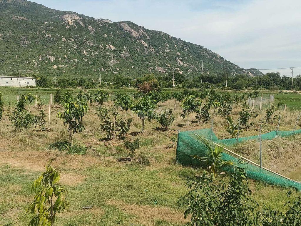 bán đất nông nghiệp gần trường phan bội Châu