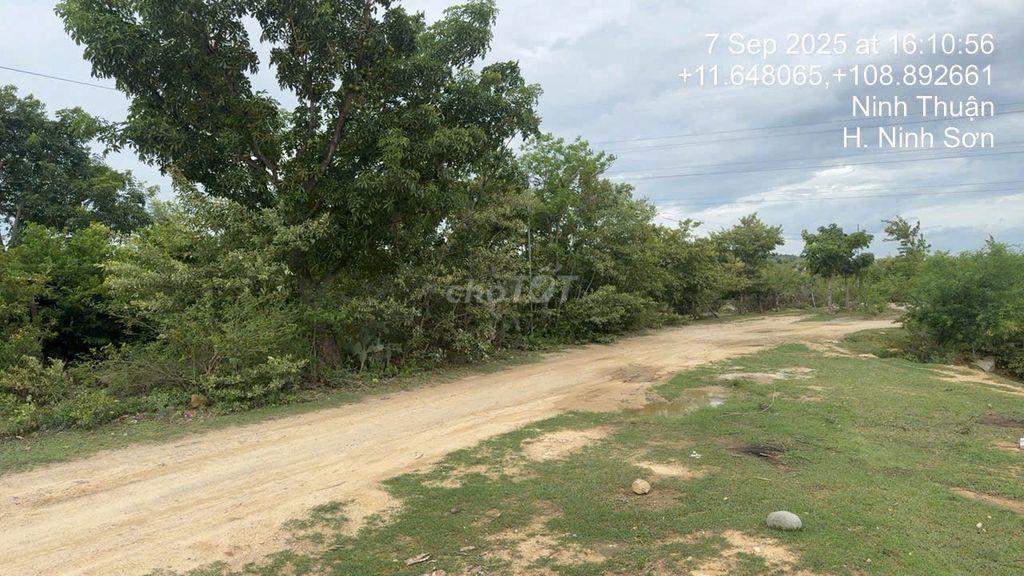 Cần bán lô đất 5900m2 Nha Hố - Ninh Sơn