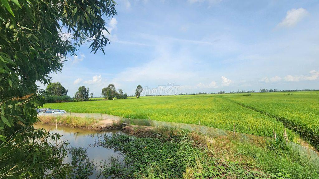 Bán 3 lô đất 2 mặt tiền ĐT 855 (Cách chợ Tràm Chim 5 phút di chuyển)