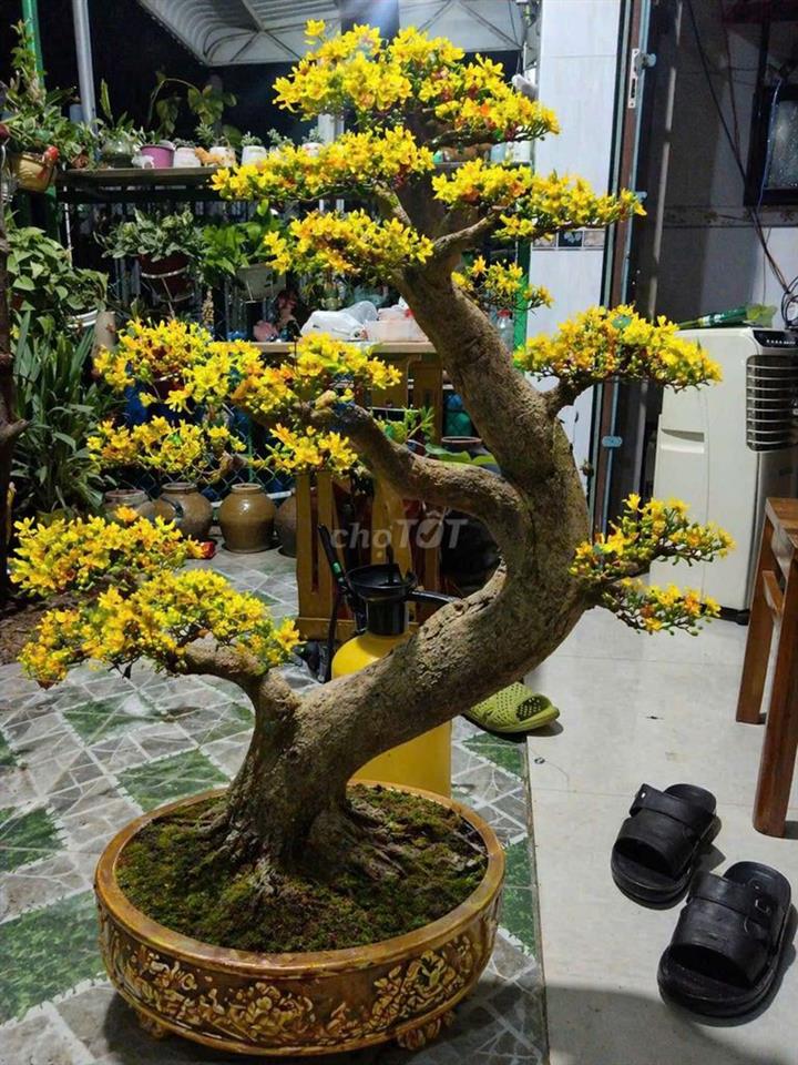 bán đất full thổ cư (9,5x39)