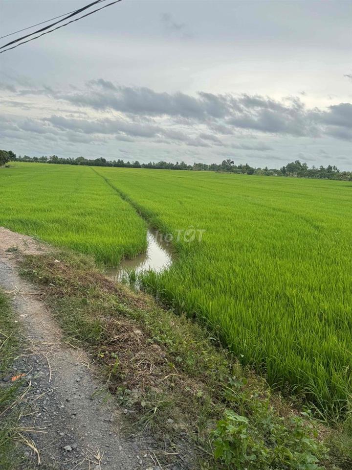 bán đất ruộng