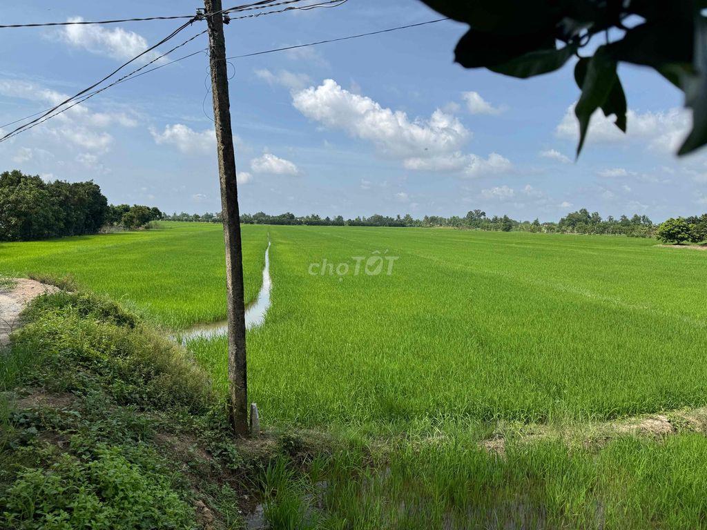 bán đất ruộng