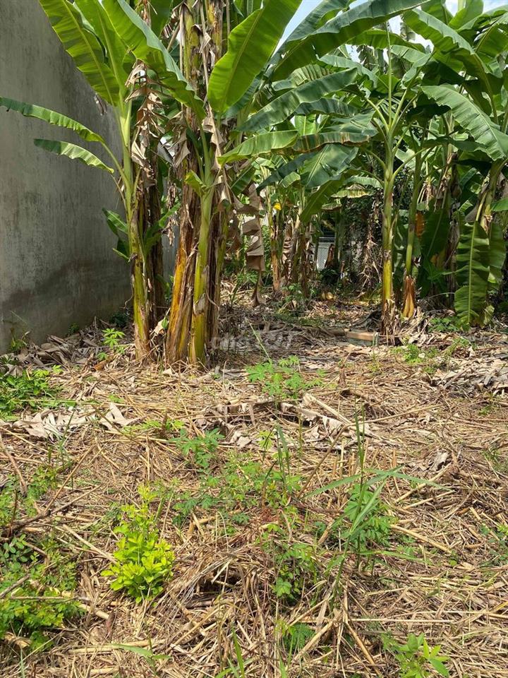 Bán đất nền kdc Tân Phú Đông Tp Sa Đéc cũ