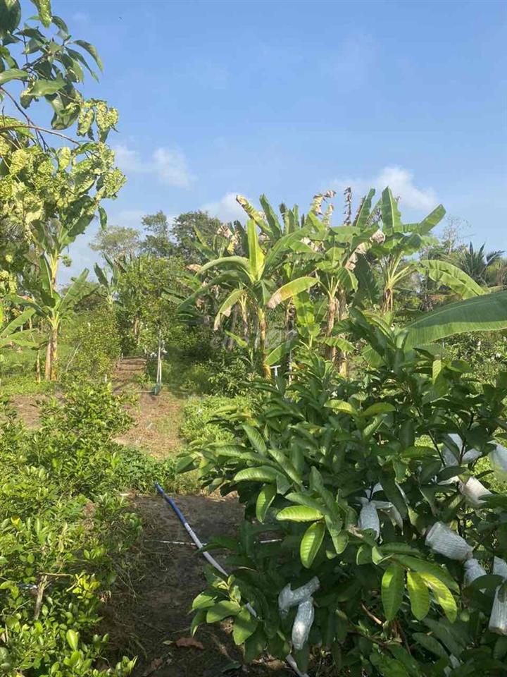 Bán đất thổ cư lớn mặt tiền đường nhựa đường nhựa