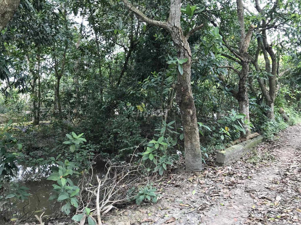 Gia đình có đất vườn cần bán, thương lượng thiện chí