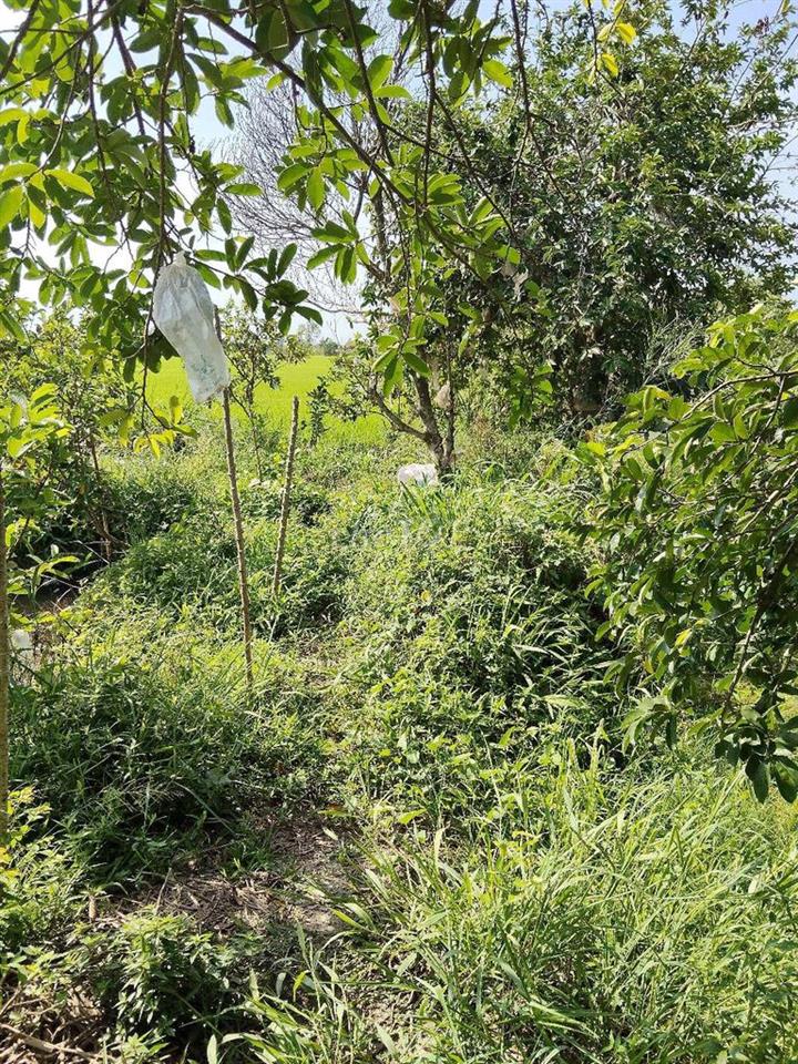 cần bán đất chính chủ