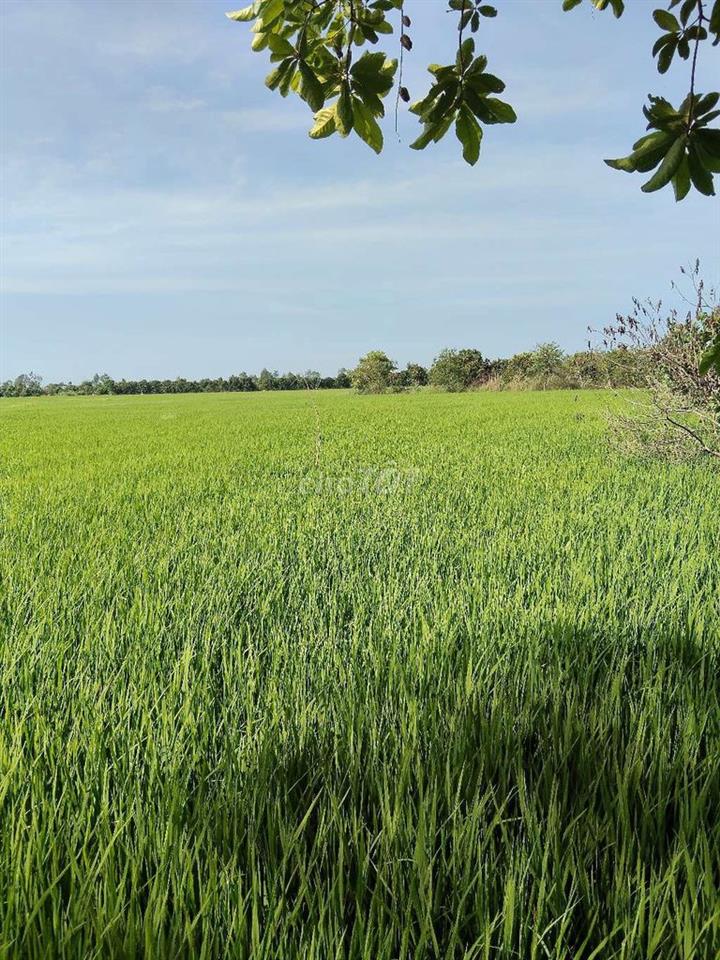 cần bán đất chính chủ