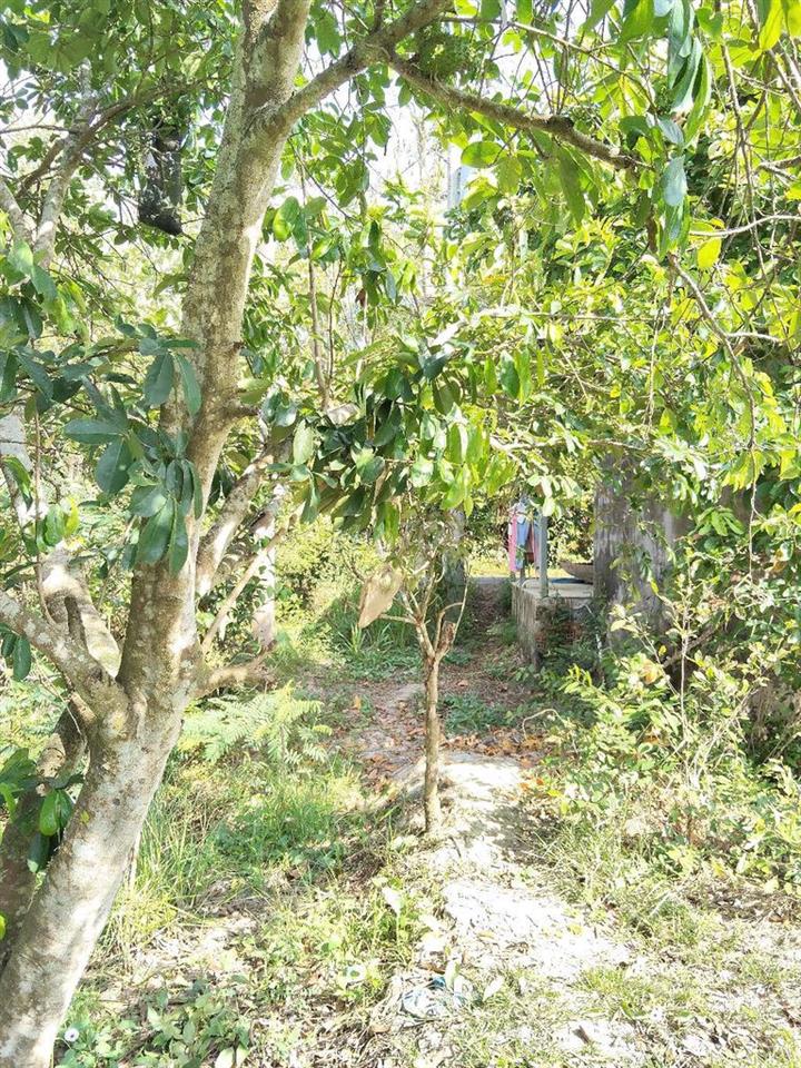 cần bán đất chính chủ