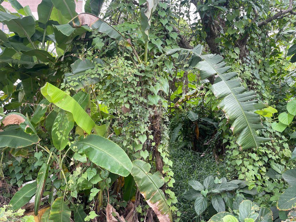 Đất nền Nguyễn Văn Trường