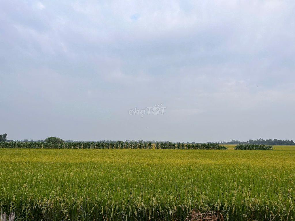 MẶT TIỀN 20M TỈNH LỘ 933C - LONG PHÚ, SÓC TRĂNG