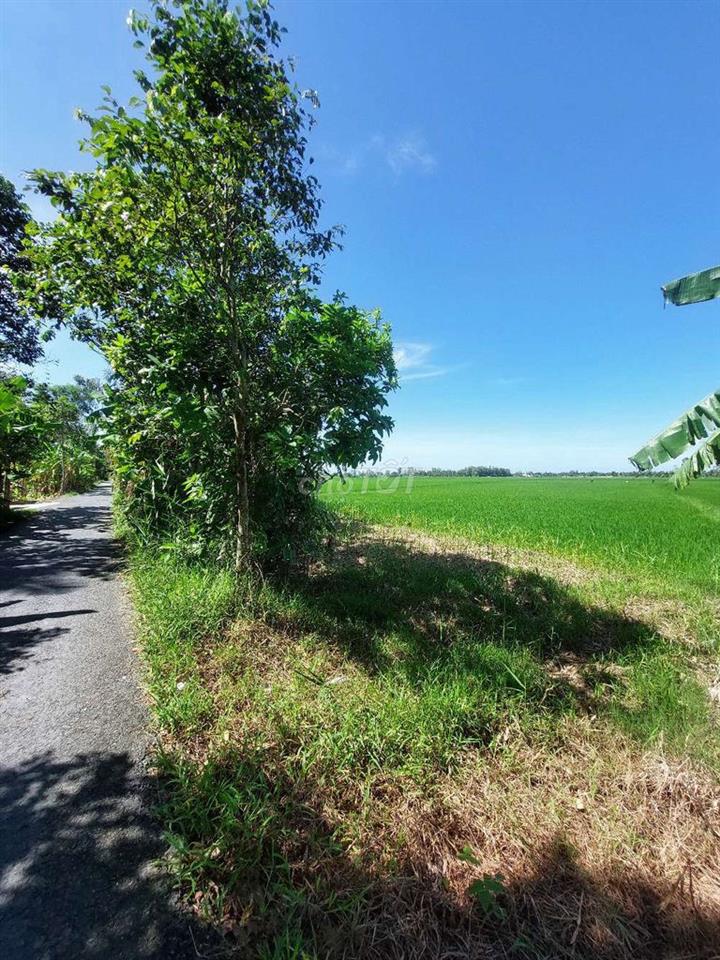Cần Bán Đất Châu Thành