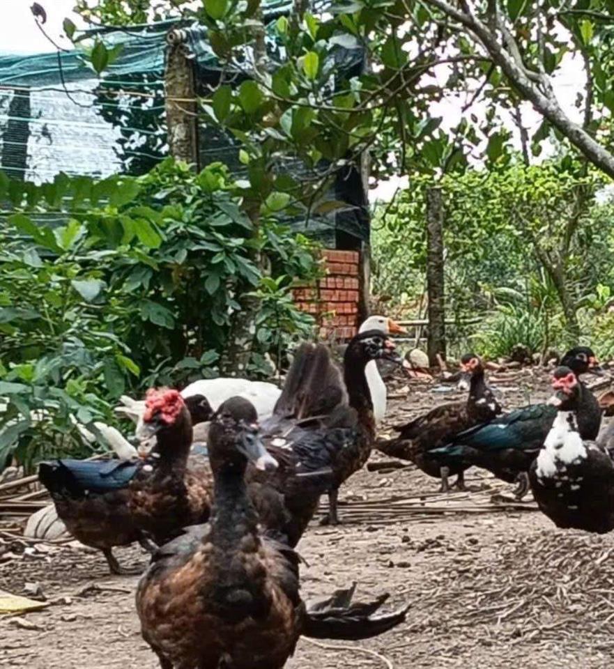 bán nhà vườn 10000m2 MT kênh đường Vườn Thơm xã bình Lợi HBC 