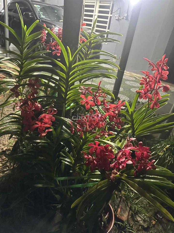 🌿 Giảm 1 tỷ- BÁN NHÀ VƯỜN CỦ CHI–KHÔNG GIAN XANH, YÊN TĨNH, THOÁNG MÁT
